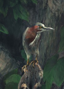 Green Heron